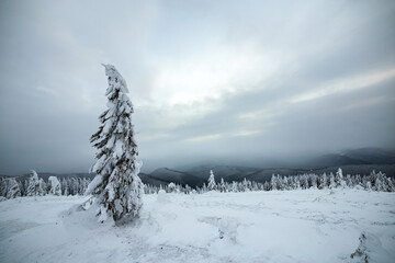 Moody winter landscape of spruce trees cowered with deep white snow in cold frozen mountains.