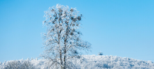 Kaszuby wieżyca zima śnieg drzewo góra © Dariusz