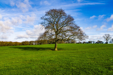 Fototapeta na wymiar Tree in winter field with blue sky 