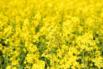 rape flowers