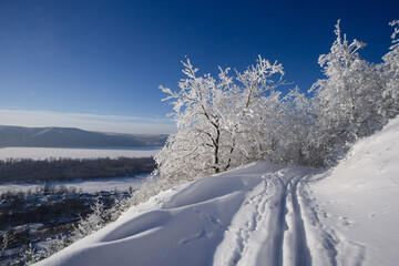Obraz premium Winter sunny day in frosty forest. Blye sky, snow and sunshine. Ski track on the mountain