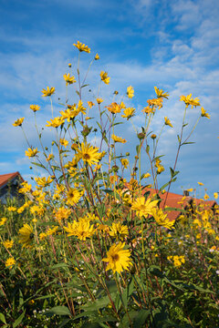 topinambur flowers against blue sky, plantation in the garden