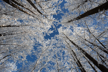 Winter sunny day in frosty forest. Blye sky, snow and sunshine