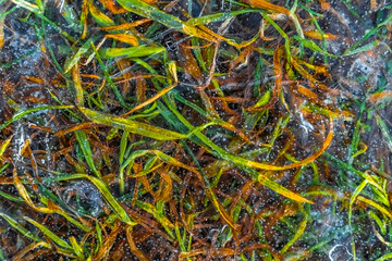 Colorful grass under a crust of ice