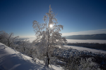 Winter sunny day in frosty forest. Blye sky, snow and sunshine