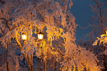 The light from the lanterns illuminates the snow-covered trees in the winter park at night. Beautiful winter new year card. High quality photo
