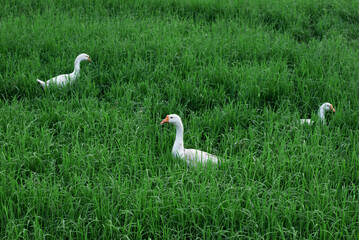 white swan on the grass