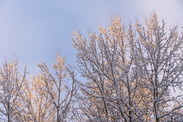 Branches of deciduous trees covered with a lot of snow in the sun against the blue sky, copy space
