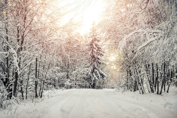 Beautiful winter landscape of snow-covered deciduous forest. Fabulous, magical winter forest.