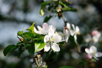 Floral background