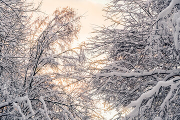 Snow-covered deciduous forest on a beautiful winter sunny day. Beautiful winter landscape
