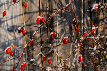 background of an old wooden fence in winter on which is a bush with bright red fruit