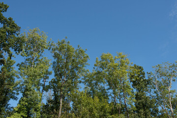 Summer Canopy of Deciduous Ash and Oak Trees with a Bright Blue Sky Background Growing in a Woodland Forest in Rural Devon, England, UK