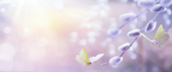 Closeup of blooming willow tree in spring on sunny bokeh  background. © Konstiantyn