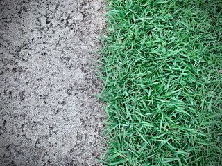 Curb and grass border close up view