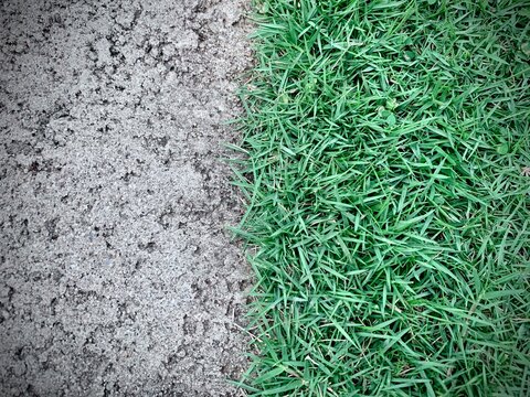 Curb and grass border close up view