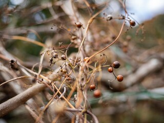 枯れて乾燥した蔓植物