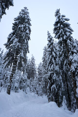 winter wonderland in the black forest on the kaltenbronn