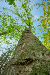 Fototapeta premium Bottom view to the tree top of a huge Plane tree or Platanus in jungle forest. View from the bottom of the tree crowns against blue sky. Trees bottom view tree crowns green tops. toned