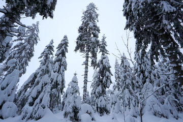 winter wonderland in the black forest on the kaltenbronn