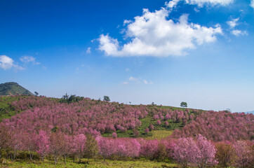 Cherry blossom field in the mountain 