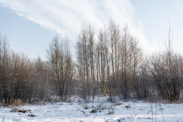 View of the trees that snowed on a cold winter day when the bright sun is shining