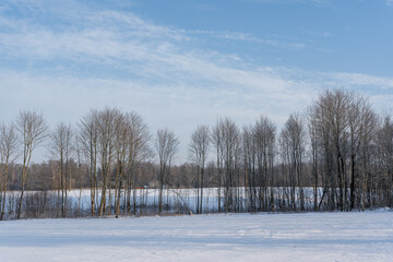 View of the trees that snowed on a cold winter day when the bright sun is shining