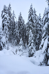 Naklejka premium winter wonderland in the black forest on the kaltenbronn