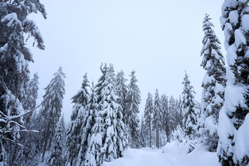 winter wonderland in the black forest on the kaltenbronn