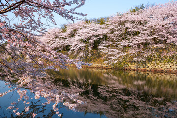 Obraz na płótnie Canvas Hkone, Japan in Spring Season