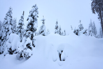 winter wonderland in the black forest on the kaltenbronn