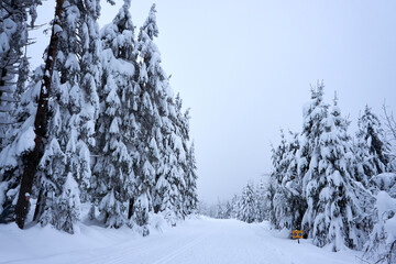 winter wonderland in the black forest on the kaltenbronn