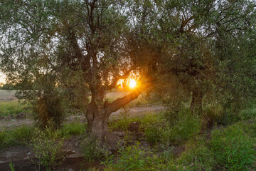 olive trees abandoned at sunset