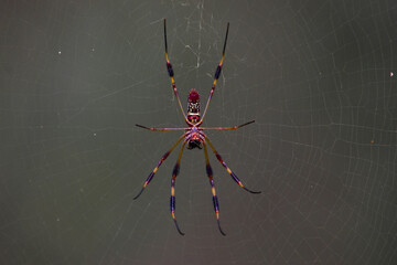 Nephila