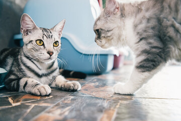 Two kittens boxing or playing in house after feeding. It’s smart and intelligent. (American Shorthair)