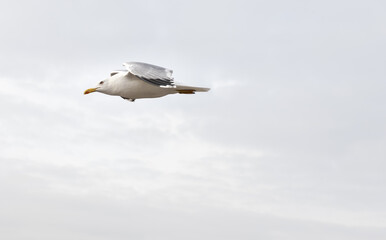 Flying seagull in nasty day