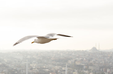 White seagull flying in the sky above beautiful muslim city. 