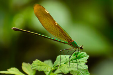 dragonfly resting on a leaf