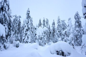 winter wonderland in the black forest on the kaltenbronn