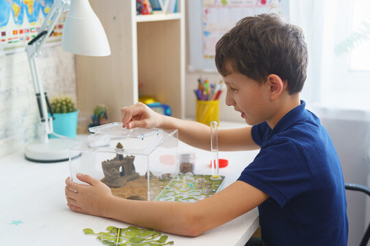 happy boy watches with interest the life of the formicarium, an ant farm
