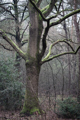 Frosty morning in the dutch Forest, Kaapse Bossen Doorn.