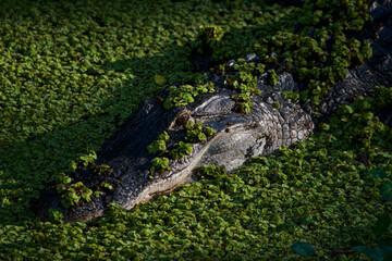 Gator in the swamp