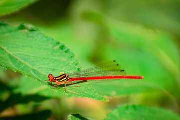 dragonfly on a green leaf