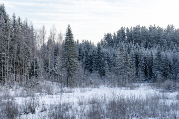 View of the trees that snowed on a cold winter day when the bright sun is shining