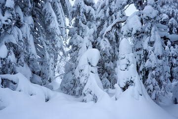 Fototapeta na wymiar winter wonderland in the black forest on the kaltenbronn