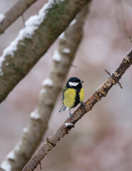 Great tit in winter forest