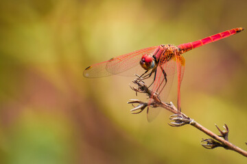 A closeup view captures a vibrant male scarlet dragonfly (Crocothemis erythraea) perched delicately on a plant during daytime in the monsoon season in Himachal Pradesh, India