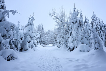 winter wonderland in the black forest on the kaltenbronn