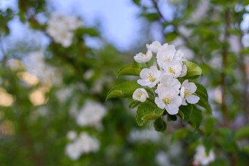 beautiful branch of a blossoming apple tree in spring