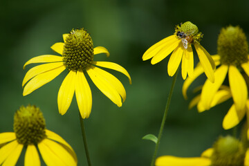 Coneflower